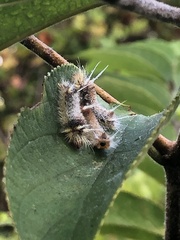 Halysidota cinctipes