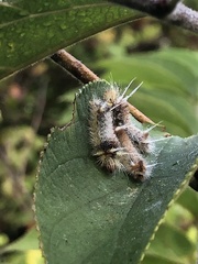 Halysidota cinctipes