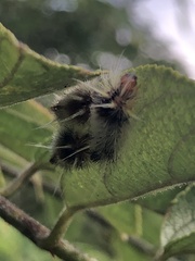 Halysidota cinctipes