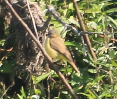 Machetornis rixosa