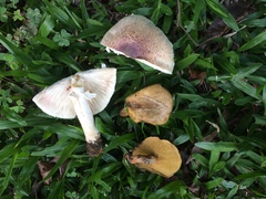 Agaricus meijeri