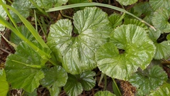 Gunnera magellanica