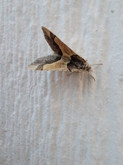 Frederickia hypaethrata