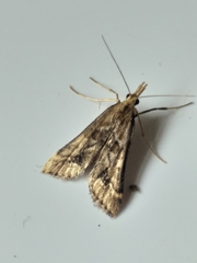 Diasemia monostigma