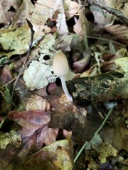 Coprinellus xanthothrix