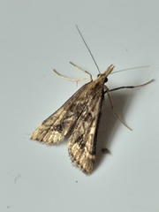 Diasemia monostigma