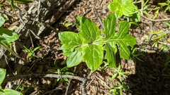 Macrachaenium gracile gracile