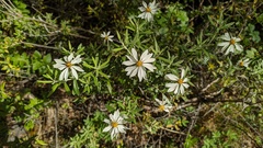 Chiliotrichum diffusum