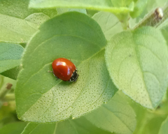 Cycloneda emarginata