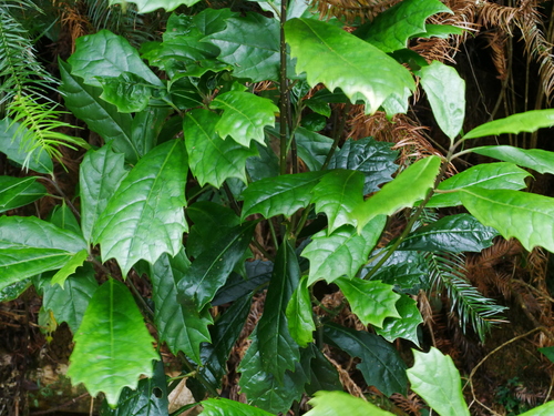 Image of Aucuba Obcordata (Aucuba obcordata) by (c) Jacy Chen, some rights reserved (CC BY)