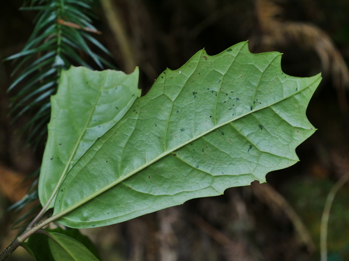 Image of Aucuba Obcordata (Aucuba obcordata) by (c) Jacy Chen, some rights reserved (CC BY)