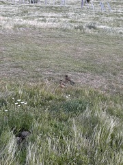 Turdus falcklandii magellanicus