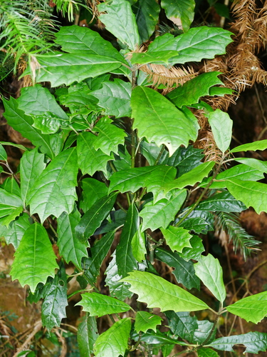 Image of Aucuba Obcordata (Aucuba obcordata) by (c) Jacy Chen, some rights reserved (CC BY)