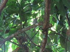 Thamnophilus caerulescens