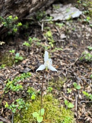 Codonorchis lessonii