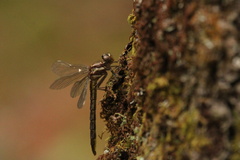 Phanogomphus spicatus