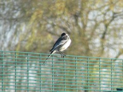 Motacilla alba yarrellii