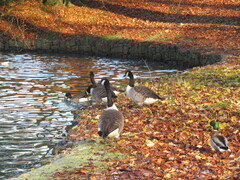 Branta canadensis