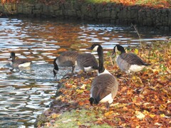 Branta canadensis