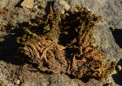 Tortella