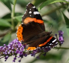Vanessa atalanta