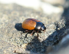 Chrysolinina