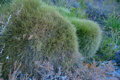 Anthochortus ecklonii