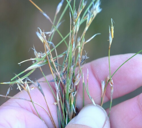 Tipped Orgyreed (Anthochortus ecklonii)