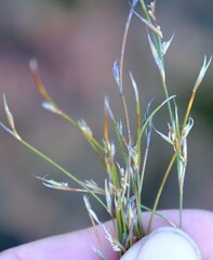 Anthochortus ecklonii