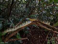 Tropidolaemus wagleri