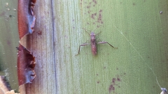 Nemausus sordidatus