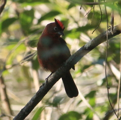 Coryphospingus cucullatus