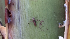Nemausus sordidatus