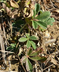 Potentilla recta