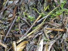 Callitriche palustris