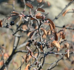 Amelanchier ovalis