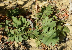 Jacobaea