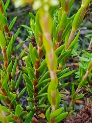 Crassula subulata