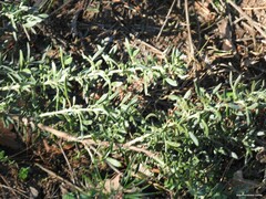 Adenocarpus hispanicus