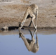 Giraffa camelopardalis angolensis