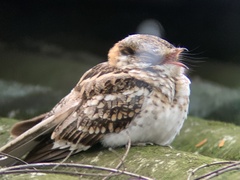 Hydropsalis cayennensis