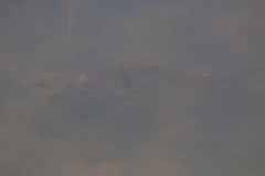 Hampala macrolepidota