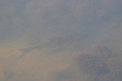 Hampala macrolepidota