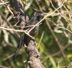 Knipolegus cyanirostris