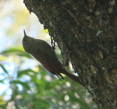 Sittasomus griseicapillus