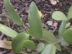 Asparagus asparagoides