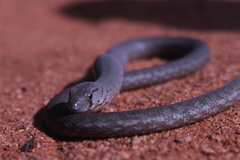 Pygopus lepidopodus