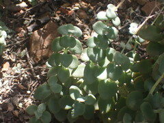 Crassula cordata
