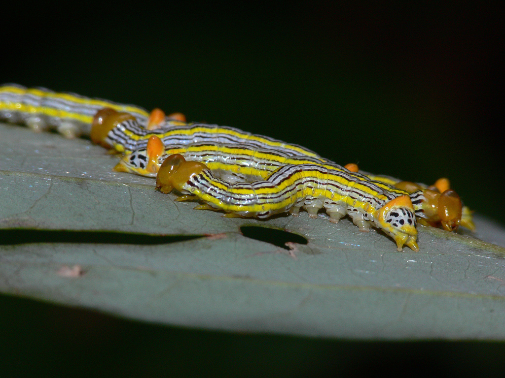 Redhumped Oakworm Moth Caterpillars of Jennings) · iNaturalist