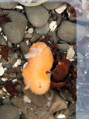 Acanthodoris lutea